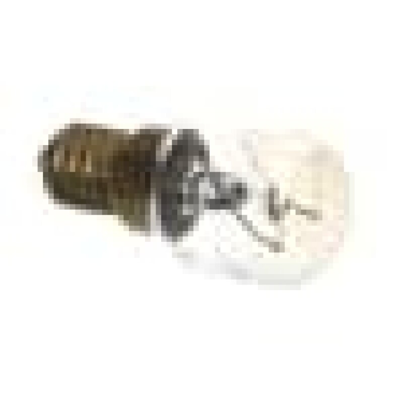 Oven Lamb_25 W-230 V 265900026, product image 4 of 9