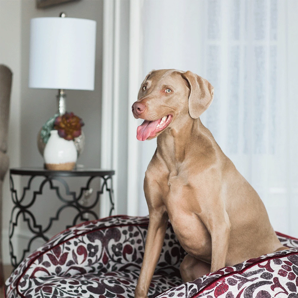 Harper Sofa Bed 81126