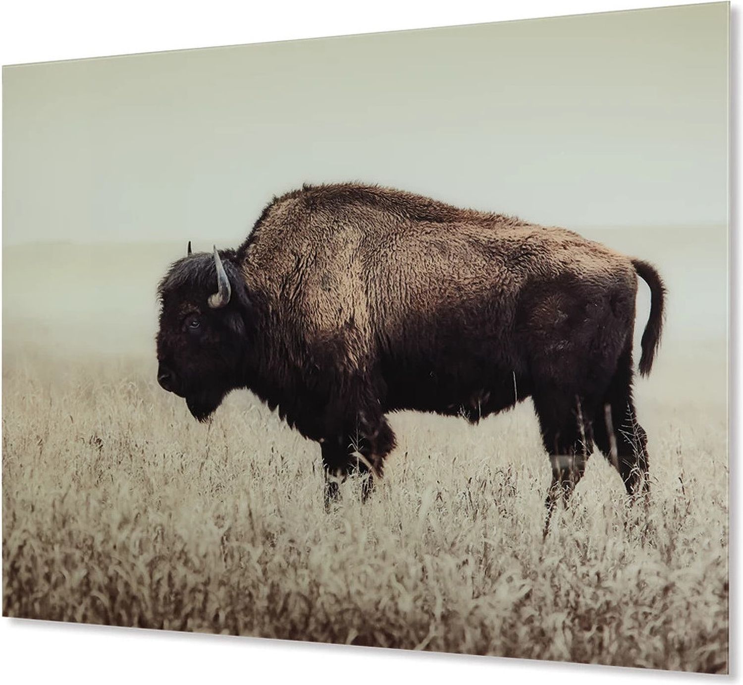 Brutus Sepia Wall Art A8000289