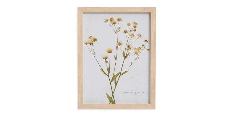 Pressed Daisies BAS817C12X16