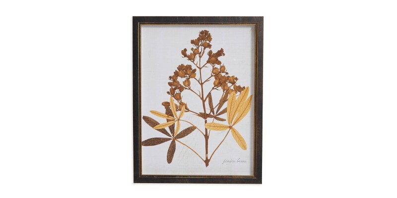 Sepia Holly Hock Buds BAS818A12X16