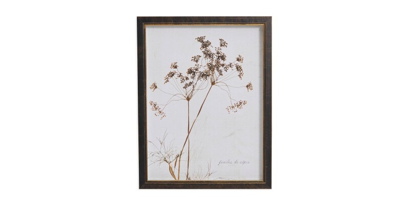 Sepia Queen Anne's Lace BAS818I12X16