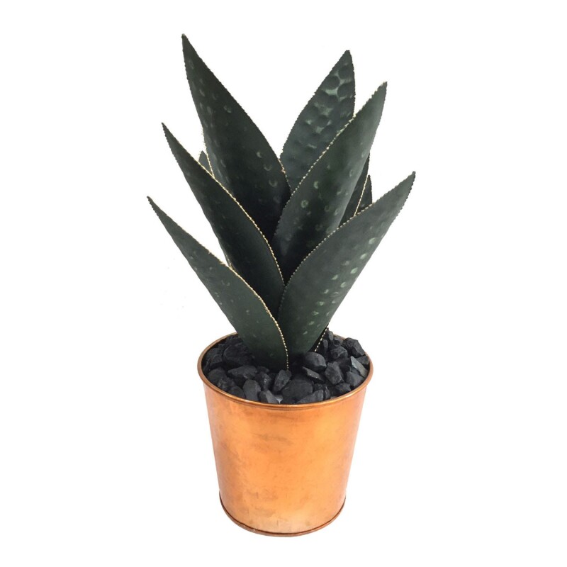 Large Oasis Hand Finished Cactus CVDZEN027L