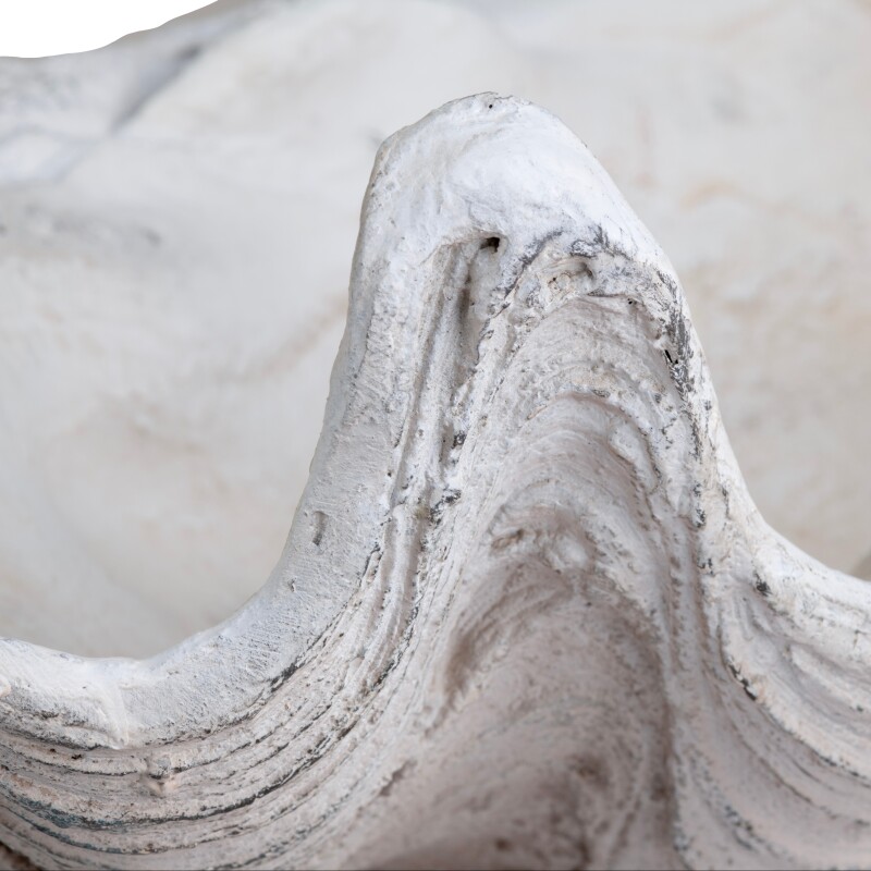 Henley Shell Sculpture CVDZEP049
