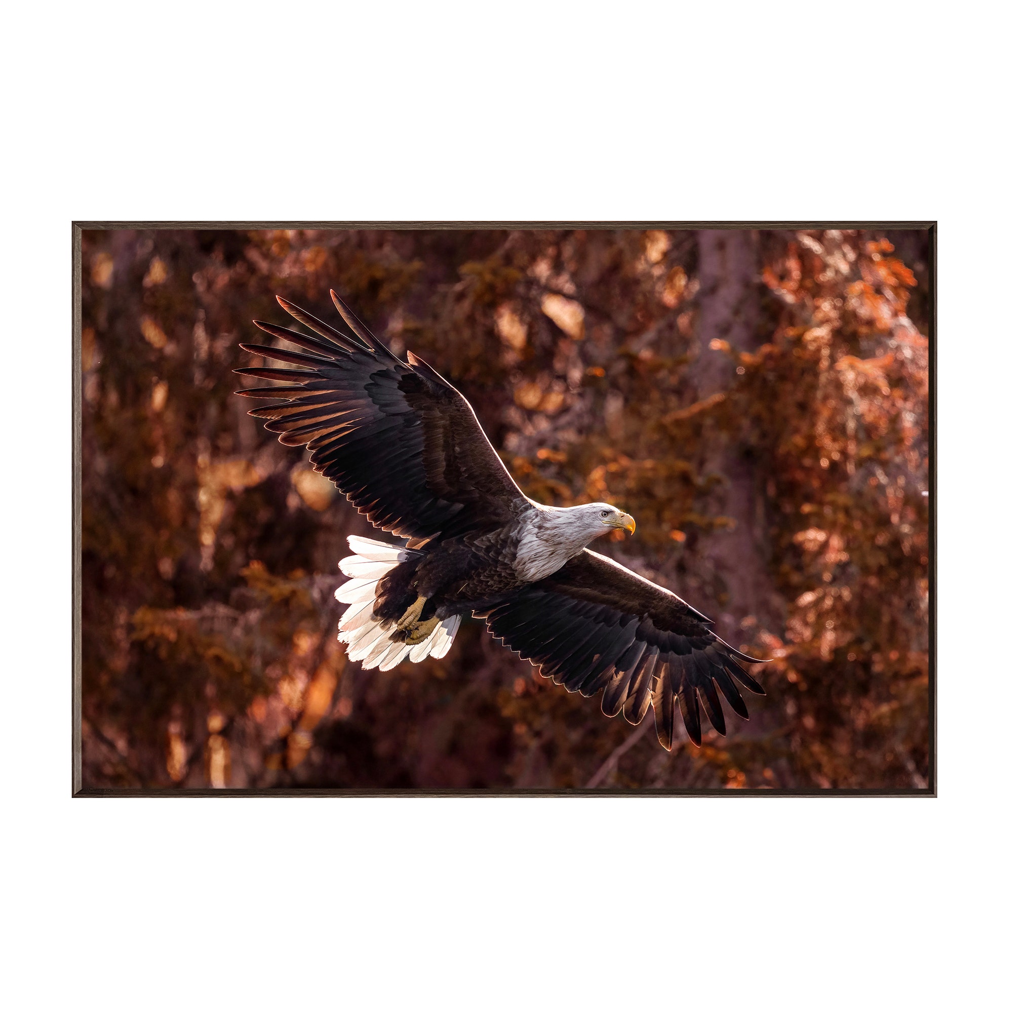 Wings of Freedom CVTOP3568