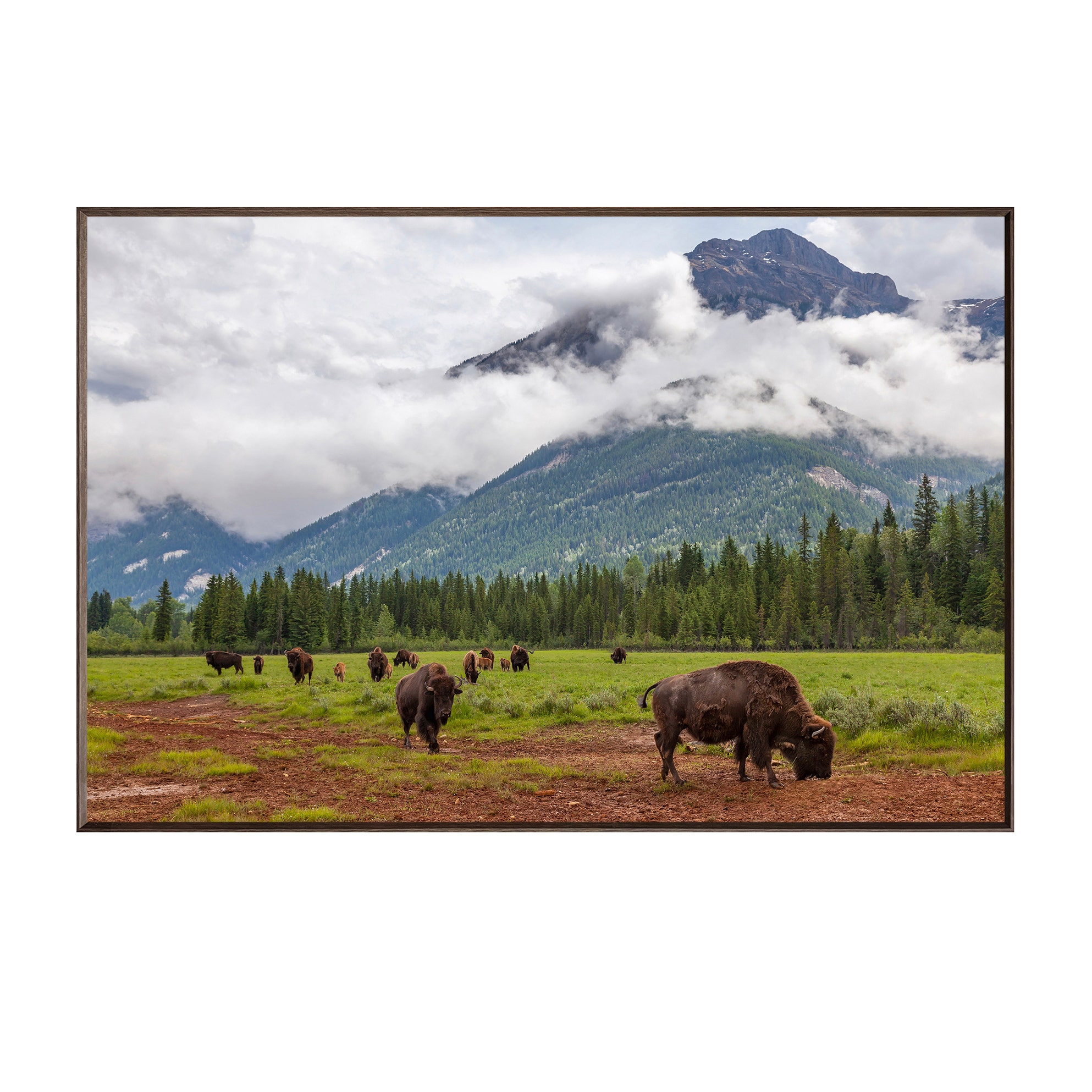 Bison Valley CVTOP3569