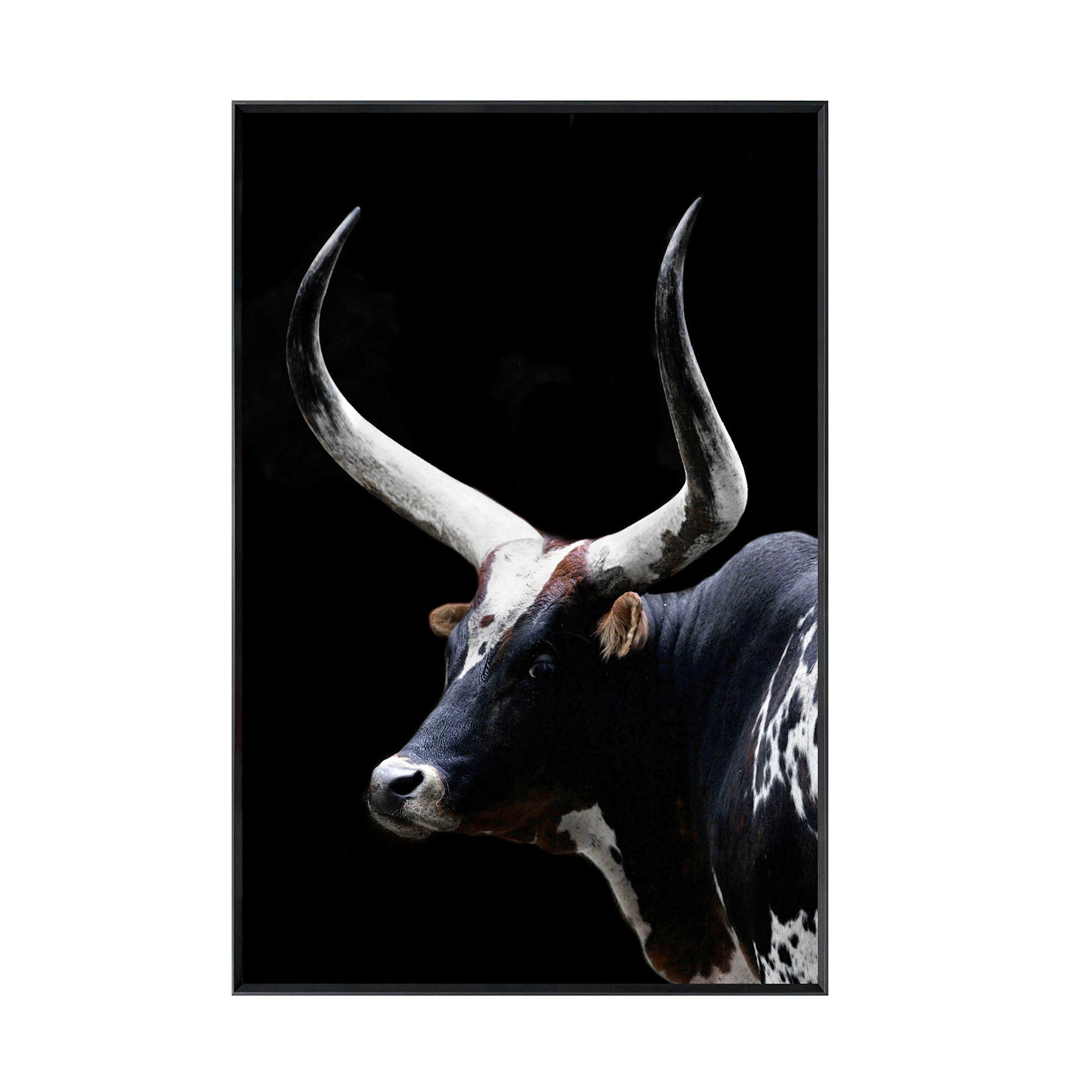 Midnight Horns CVTOP3573