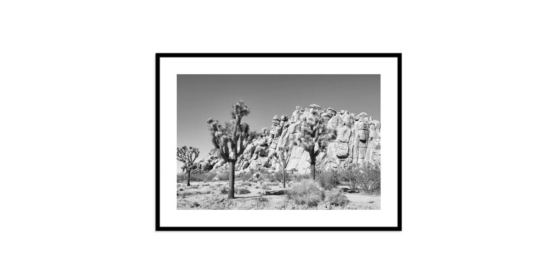 Joshua Tree EKNJSHT611X15