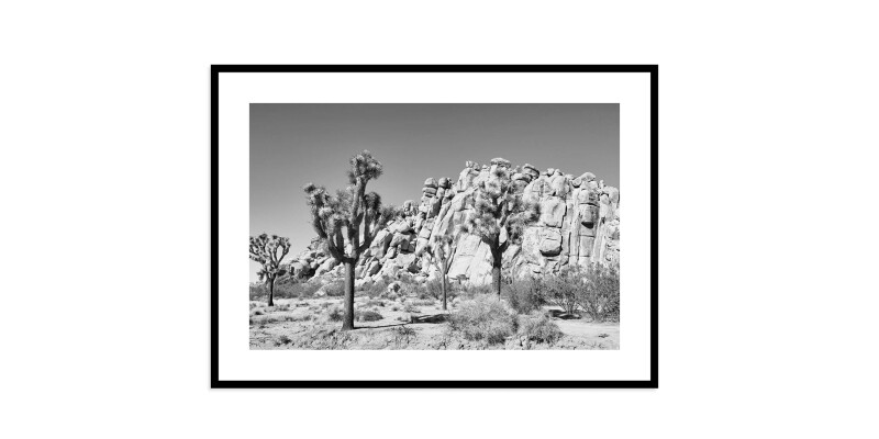 Joshua Tree EKNJSHT620X28