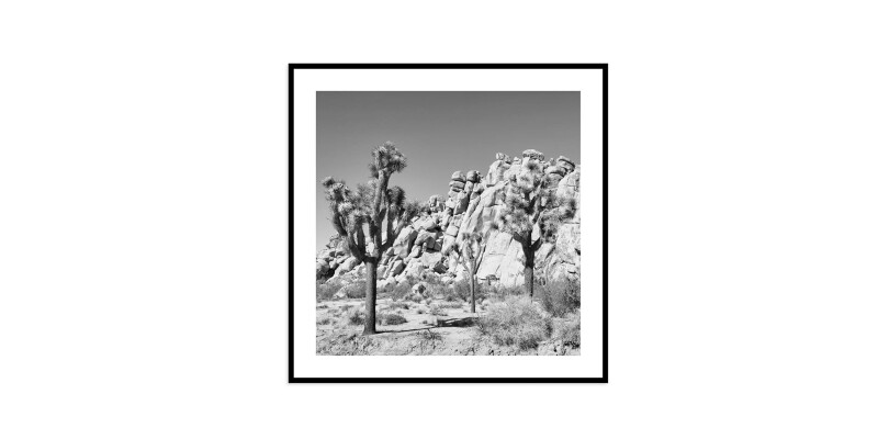 Joshua Tree EKNJSHT628X28