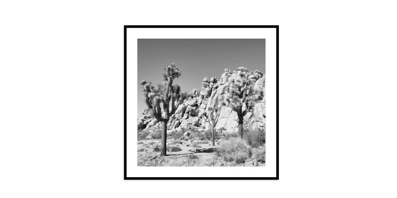 Joshua Tree EKNJSHT638X38